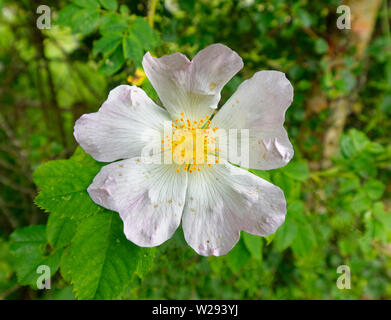 SPEYSIDE WAY SCOTLAND THE PINK FLOWER OF THE DOG ROSE  Rosa canina IN A HEDGE EARLY SUMMER Stock Photo