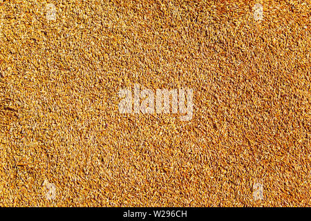 Background of ripe wheat grains. Texture, macro, agriculture. Stock Photo