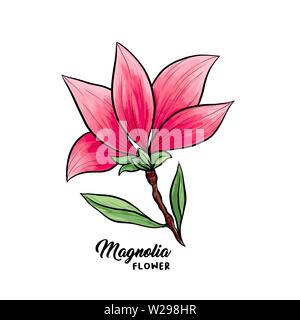 Magnolia flower in blossom, beautiful home decor and interior design, isolated illustration vector. Pink floral sketch drawing. Spring blossom realistic clipart. Wildflower pencil texture. Stock Vector