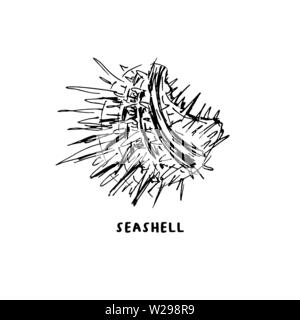 Angular murex seashell hand drawn vector logo with lettering. Seashore conch, mollusk monochrome sketch. Freehand outline clam shell engraving. Conchology isolated design element. Realistic ink pen drawing Stock Vector