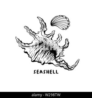 Angular murex seashell hand drawn illustration. Seashore conch, mollusk monochrome sketch. Freehand outline clam shell engraving. Conchology isolated design element. Realistic ink pen drawing Stock Vector