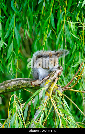 West Sussex, UK. Eastern Grey Squirrel (Sciurus carolinensis) sitting on the branch of a Weeping Willow (salix babylonica) tree looking at camera Stock Photo