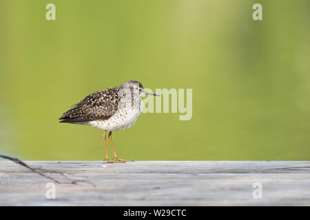 The wood sandpiper (Tringa glareola) sitting on a wooden pier on the edge of the lake, September, Finland Stock Photo