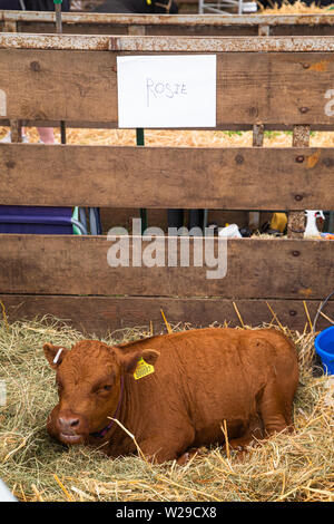 90th Kent County Show, Detling, 6th July 2019. A calf called Rosie resting on straw. Stock Photo