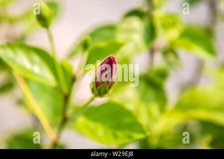 A Young red hibiscus flower in garden Stock Photo