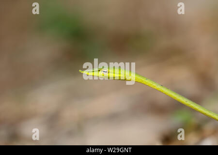 Long-nosed whip snake / Green vine snake (Ahaetulla nasuta) taken from Thailand, Southeast Asia