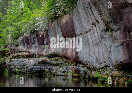 Tennessee Nature Landscape. Sandstone cliff with wildflowers and mountain laurel on the edge of Arch Lake in Pickett State Memorial Park in Jamestown Stock Photo