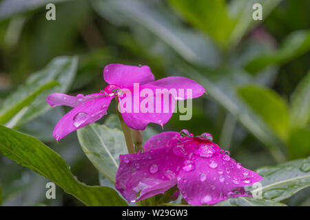 Fresh Cayenne jasmine flower and leaf Thai herb Stock Photo