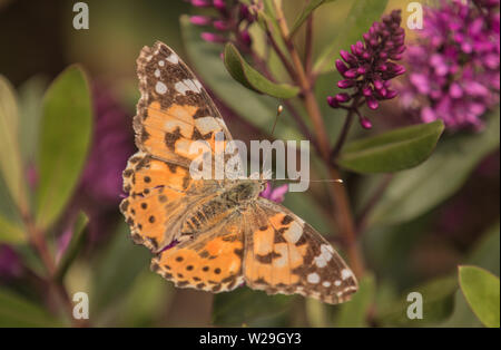 Painted Lady Butterfly, Vanessa cardui, sitting on a purple flower in spring in the united kingdom Stock Photo
