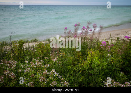 Michigan Wildflower Beach Sunset Background. Wildflowers and waves on the shore of a sandy Great Lakes beach with a scenic blue water sunset horizon. Stock Photo