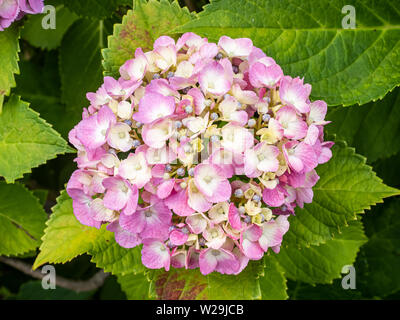 Pink hydrangeas bloom in a Japanese forest and green space. Stock Photo