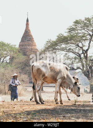 Bagan, Myanmar - March 2019: Shepherd grazing a gaunt cow through the dry field with temples and pagodas of ancient Bagan.