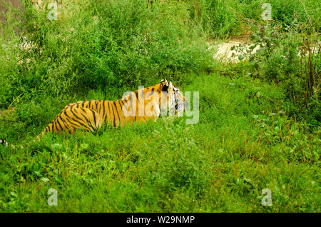 A Tiger gnawing on meat. Stock Photo