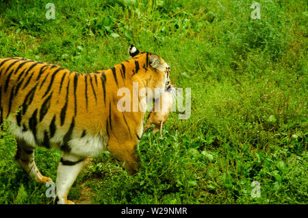 A Tiger gnawing on meat. Stock Photo