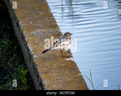 A juvenile white wagtail, motacilla alba, stands on the divider between rice paddies in central Japan. Stock Photo