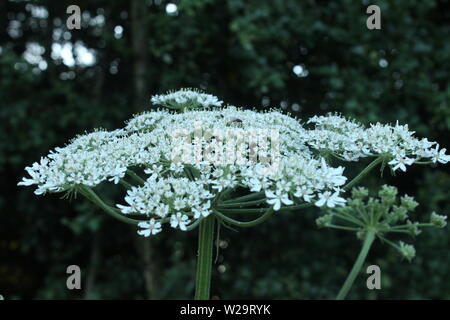 Close up of large white flower in front of trees on a sunny day Stock Photo
