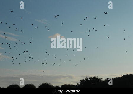 Image of a flock of black birds flying through a clear, blue sky above trees Stock Photo