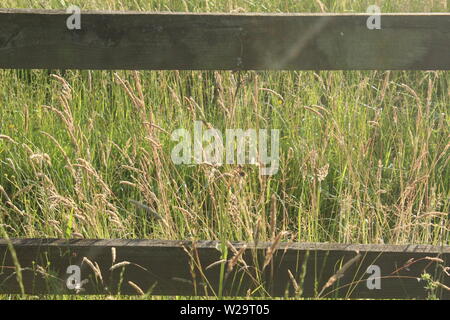 Image of some of a wheat field between a wooden fence in a meadows on a sunny day Stock Photo