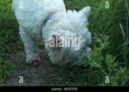 Close up of white westie dog sniffing shrubbery standing on grass in a meadows on a sunny day Stock Photo