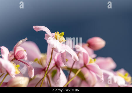 Clematis Rubens offene Blüte Knospen Lila rosa violett mit gelbem Zentrum Stock Photo