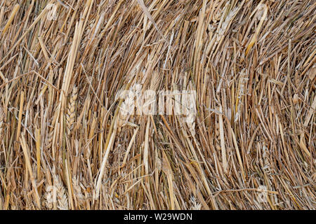 Background texture. A bale of hay. Filled frame of stalks of dry grain. Stock Photo