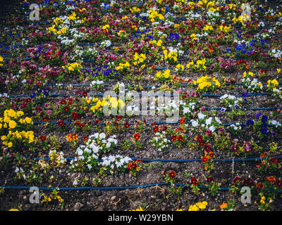 Flowers in park Stock Photo