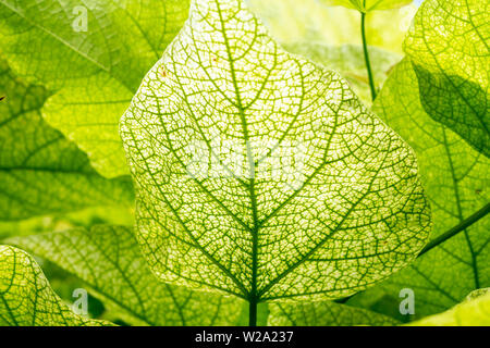 green leaves bottom up view Stock Photo