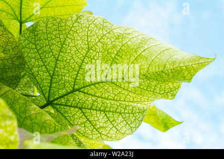green leaves bottom up view Stock Photo