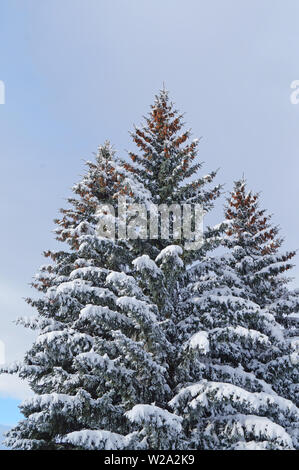 Blue spruce with cones on the upper branches covered with snow against the blue sky on a winter day Stock Photo
