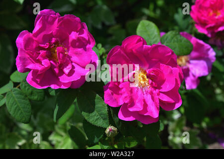Rugosa rose, dark pink wild rose in bloom. Pleasantly scented Ramanas rose, magenta beach rose. Stock Photo