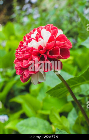 mexico national flower in red and white. Dahlia in nature background Stock Photo