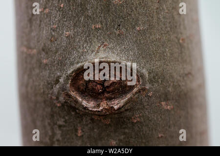 knot hole in tree Stock Photo