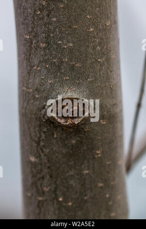 knot hole in tree Stock Photo