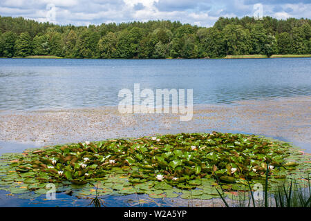 Beautiful lakes and nature with forest, reeds and water plants with white water lilies Stock Photo