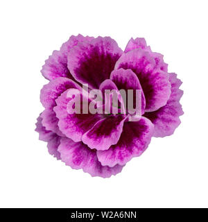 Top view of 1 blooming fresh Dianthus 'Pink Kisses' flowers, isolated on white background. Stock Photo