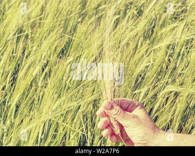 Green spikelets of barley in a mans hand, harvesting, cultivation of cereals on a farm Agriculture Stock Photo