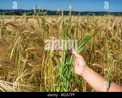 Green spikelets of barley in a mans hand, harvesting, cultivation of cereals on a farm Agriculture Stock Photo