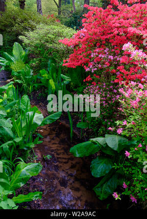 Stream lined with green foliage and pink and red flowers in the Spring at Isabella Plantation in Richmond Park, Southwest London, England. Stock Photo