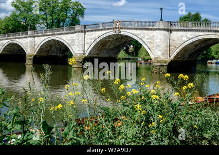 Looking north at Richmond Bridge from the south bank of River Thames with yellow flowers and green foliage in foreground. Greater London, England. Stock Photo