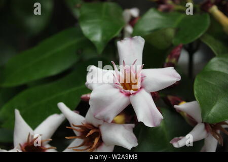 Climbing oleander, Strophanthus preussii, white blossom. Stock Photo