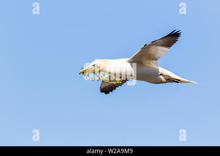 Gannet on Great Saltee Island during the breeding season Stock Photo