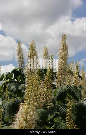 Hydrangea paniculata, white blossoming tree. Stock Photo