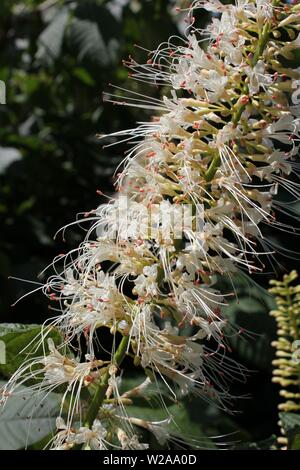 Hydrangea paniculata, white blossoming tree. Stock Photo