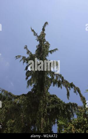 Weeping Alaskan cedar,  Nootka cypress, Alaska cypress, Nootka cedar, Alaska yellow cedar, yellow cypress, yellow cedar, Nootka false cypress, spruce. Stock Photo