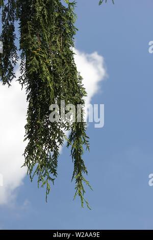 Weeping Alaskan cedar,  Nootka cypress, Alaska cypress, Nootka cedar, Alaska yellow cedar, yellow cypress, yellow cedar, Nootka false cypress, spruce. Stock Photo