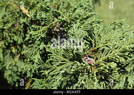 Weeping Alaskan cedar,  Nootka cypress, Alaska cypress, Nootka cedar, Alaska yellow cedar, yellow cypress, yellow cedar, Nootka false cypress, spruce. Stock Photo