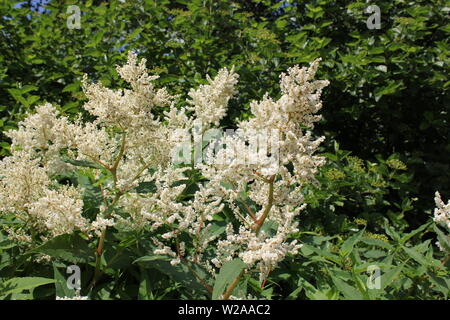 Hydrangea paniculata, white blossoming tree. Stock Photo
