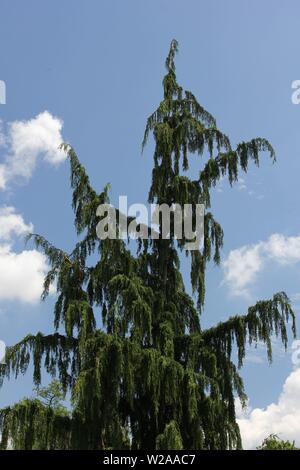 Inversa Norway Spruce, Picea abies "Inversa" Stock Photo
