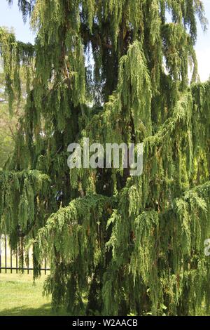 Inversa Norway Spruce, Picea abies "Inversa" Stock Photo