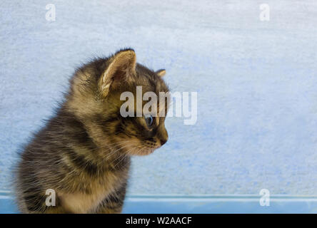 Close up portrait of an adorable little striped grey kitten with brown spots looking curious aside over a blue wall background.